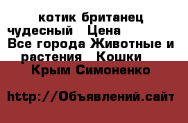 котик британец чудесный › Цена ­ 12 000 - Все города Животные и растения » Кошки   . Крым,Симоненко